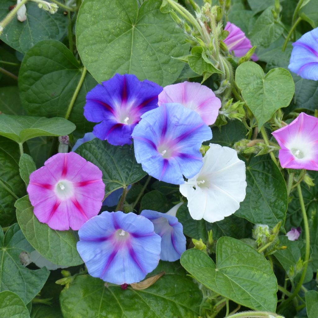 Ipomoea tricolor (zaad) - Klimmende winde