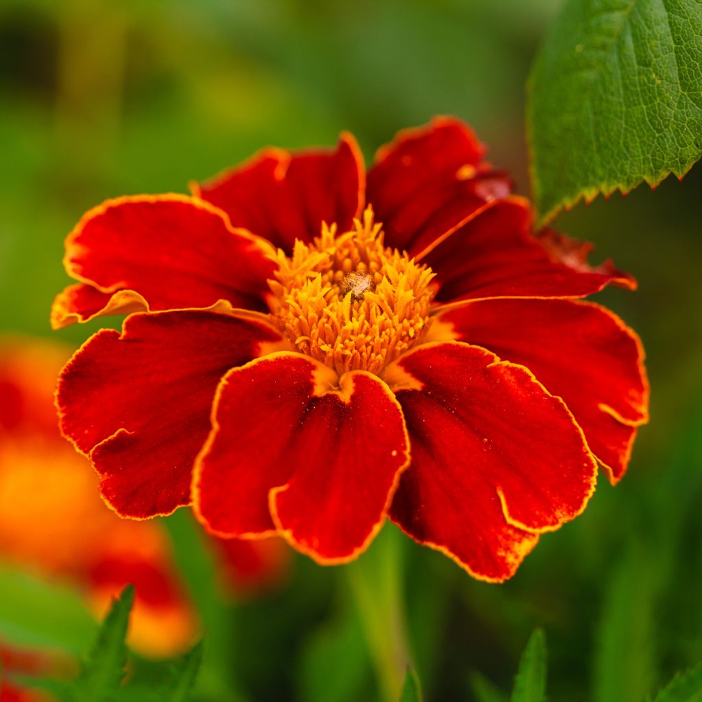Afrikaantje - Tagetes patula Red Knight (zaad)