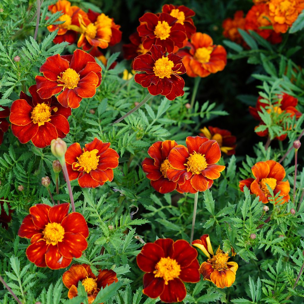 Afrikaantje - Tagetes patula Red Knight (zaad)