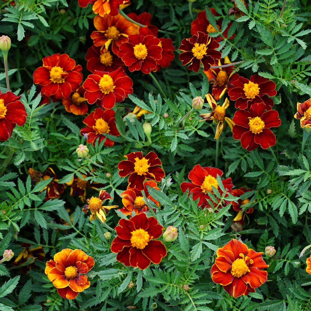 Afrikaantje - Tagetes patula Red Knight (zaad)