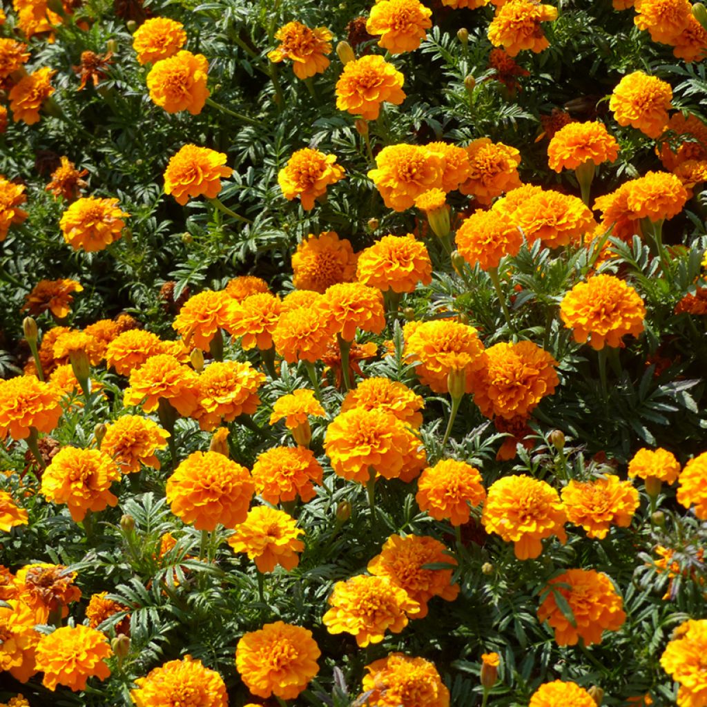Afrikaantje - Tagetes patula Boy O Boy Orange (zaad)