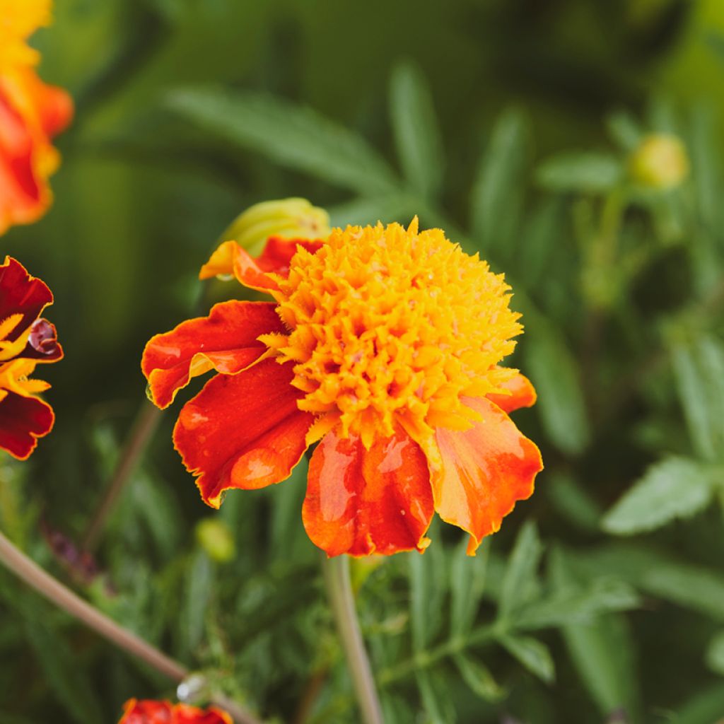 Afrikaantje - Tagetes patula Orange Flame (zaad)