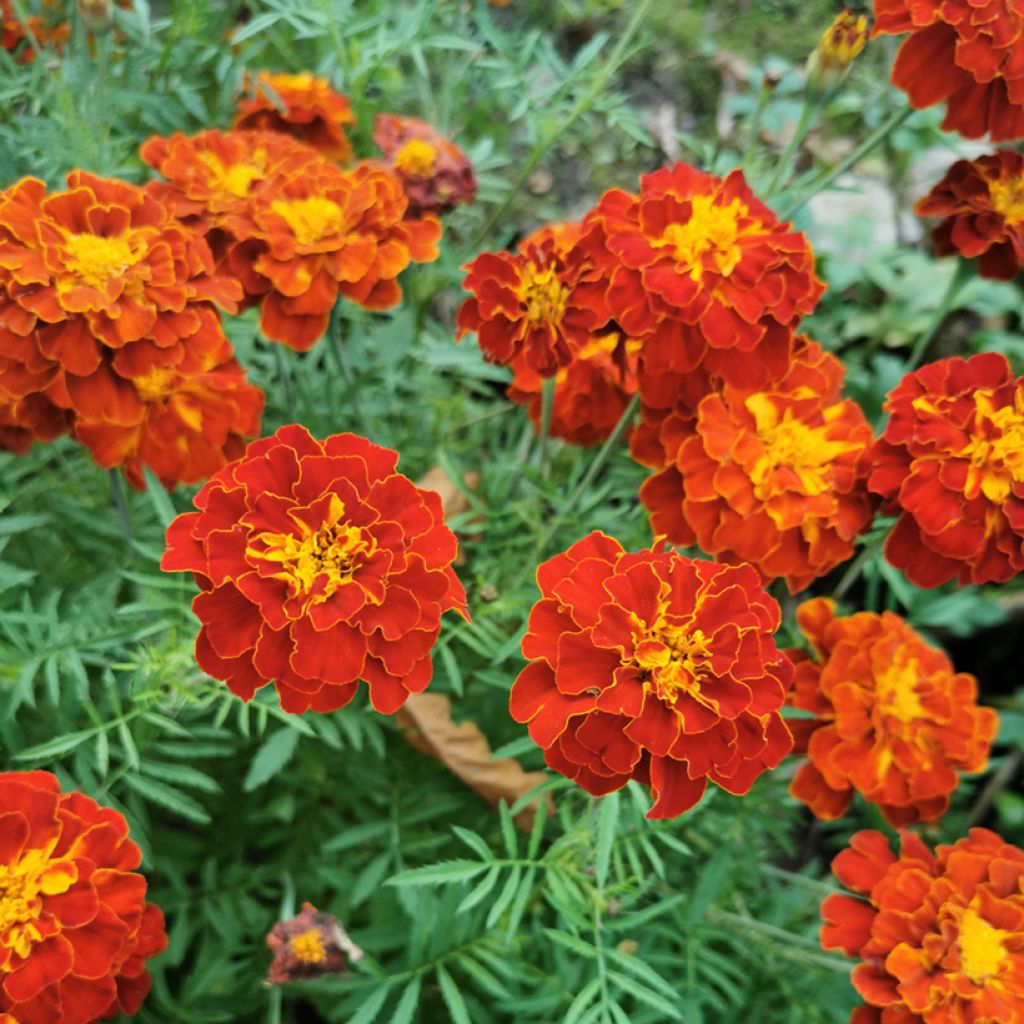 Afrikaantje - Tagetes patula Konstance (zaad)