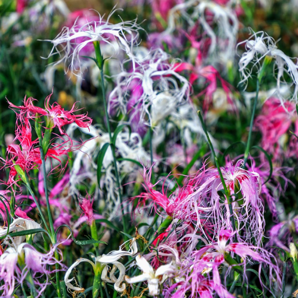 Dianthus superbus Spooky Mix (zaad) - Prachtanjer