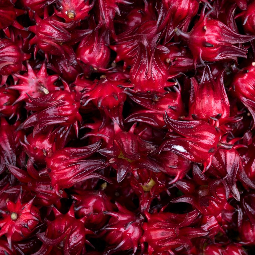 Roselle - Hibiscus sabdariffa (zaad)