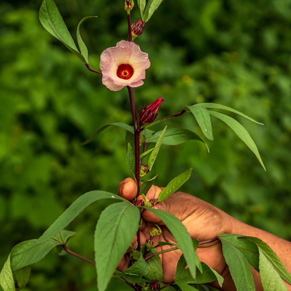 Roselle - Hibiscus sabdariffa (zaad)