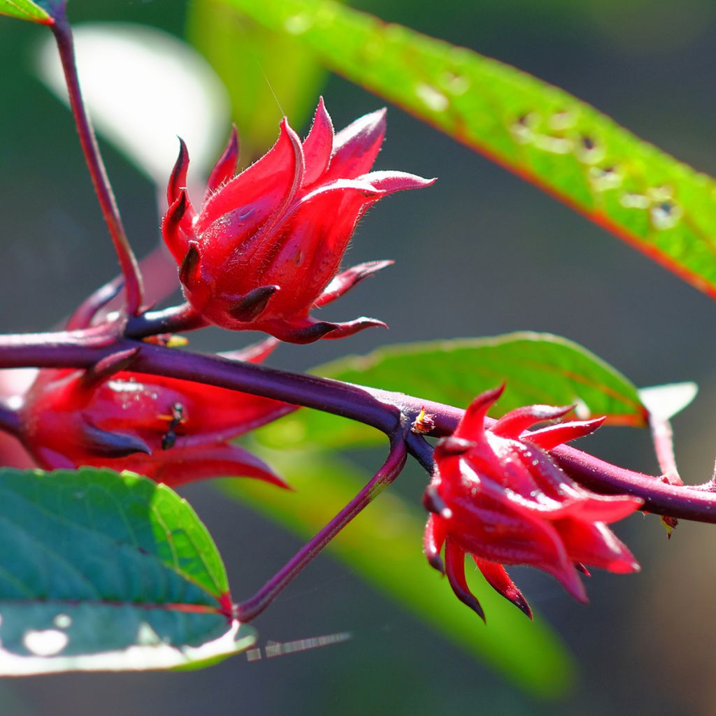 Roselle - Hibiscus sabdariffa (zaad)