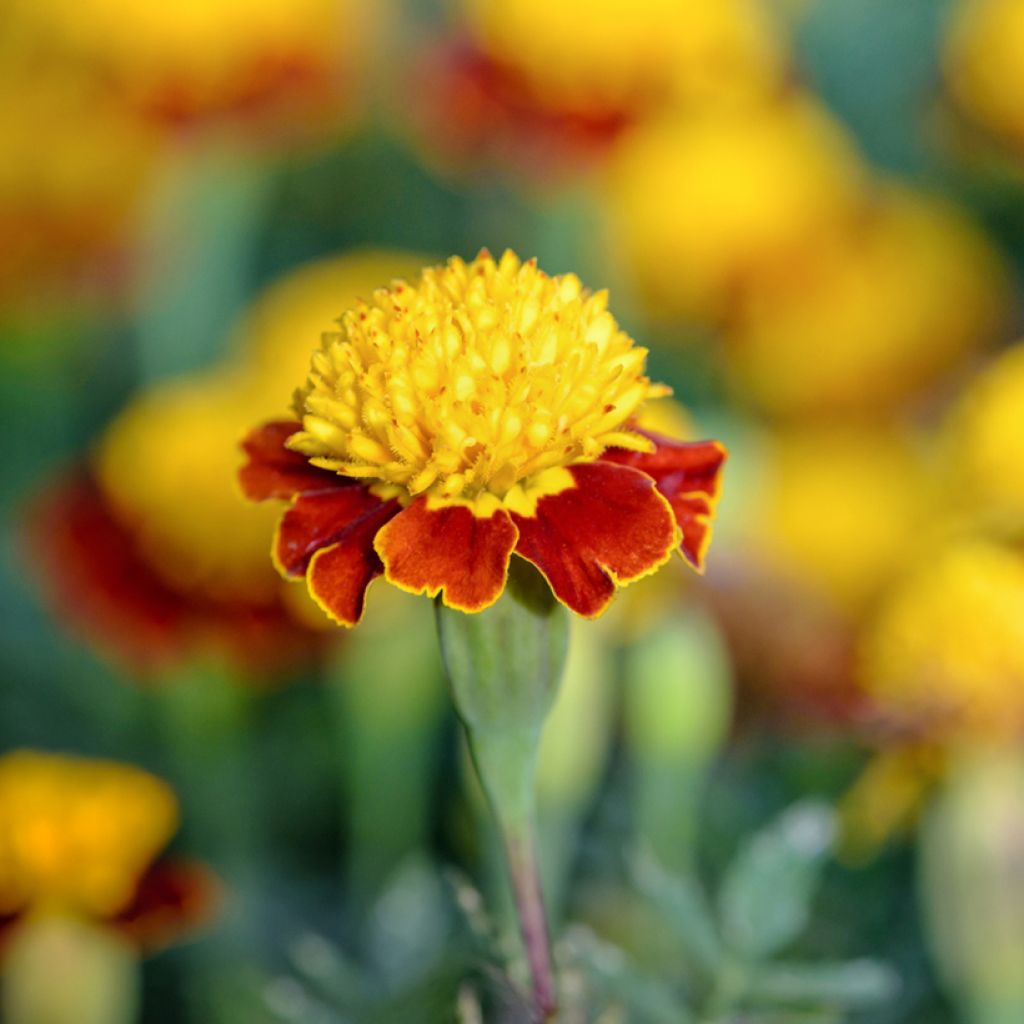 Afrikaantje - Tagetes patula Tiger Eyes (zaad)