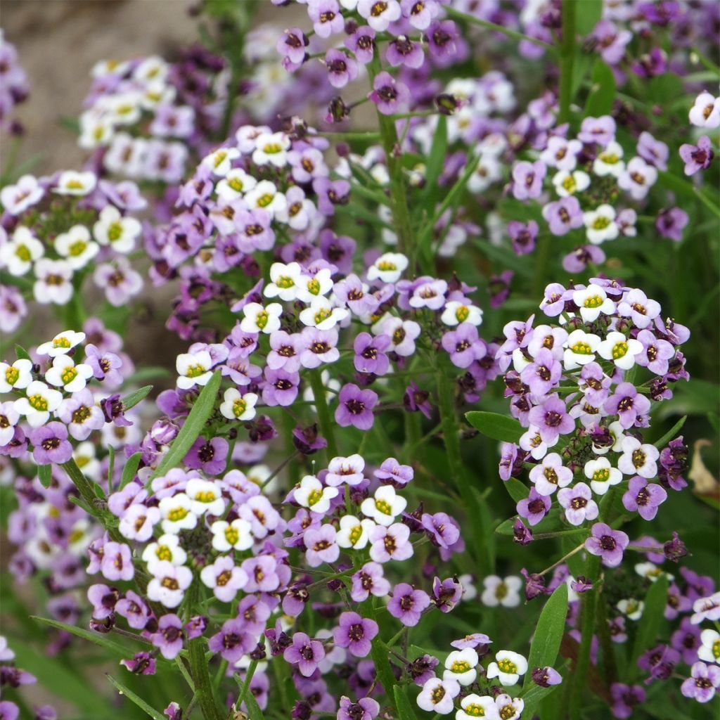 Lobularia maritima Royal Carpet (zaad) - Zilverschildzaad