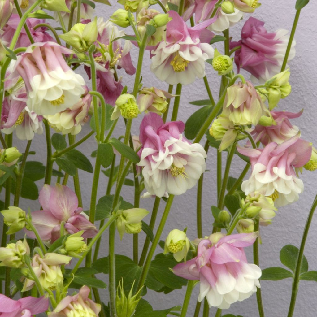 Akelei Pink Petticoat (zaad) - Aquilegia vulgaris