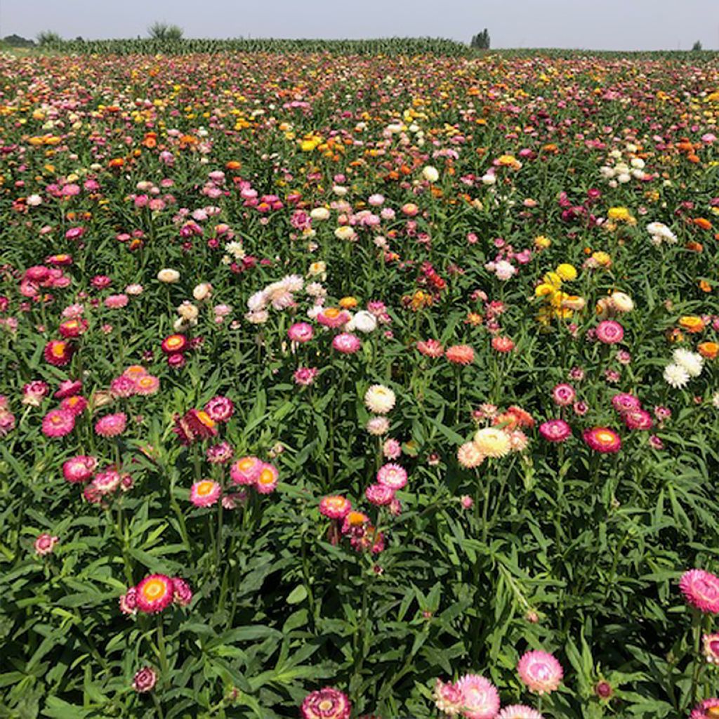 Strobloem Moreska (zaad) - Helichrysum bracteatum