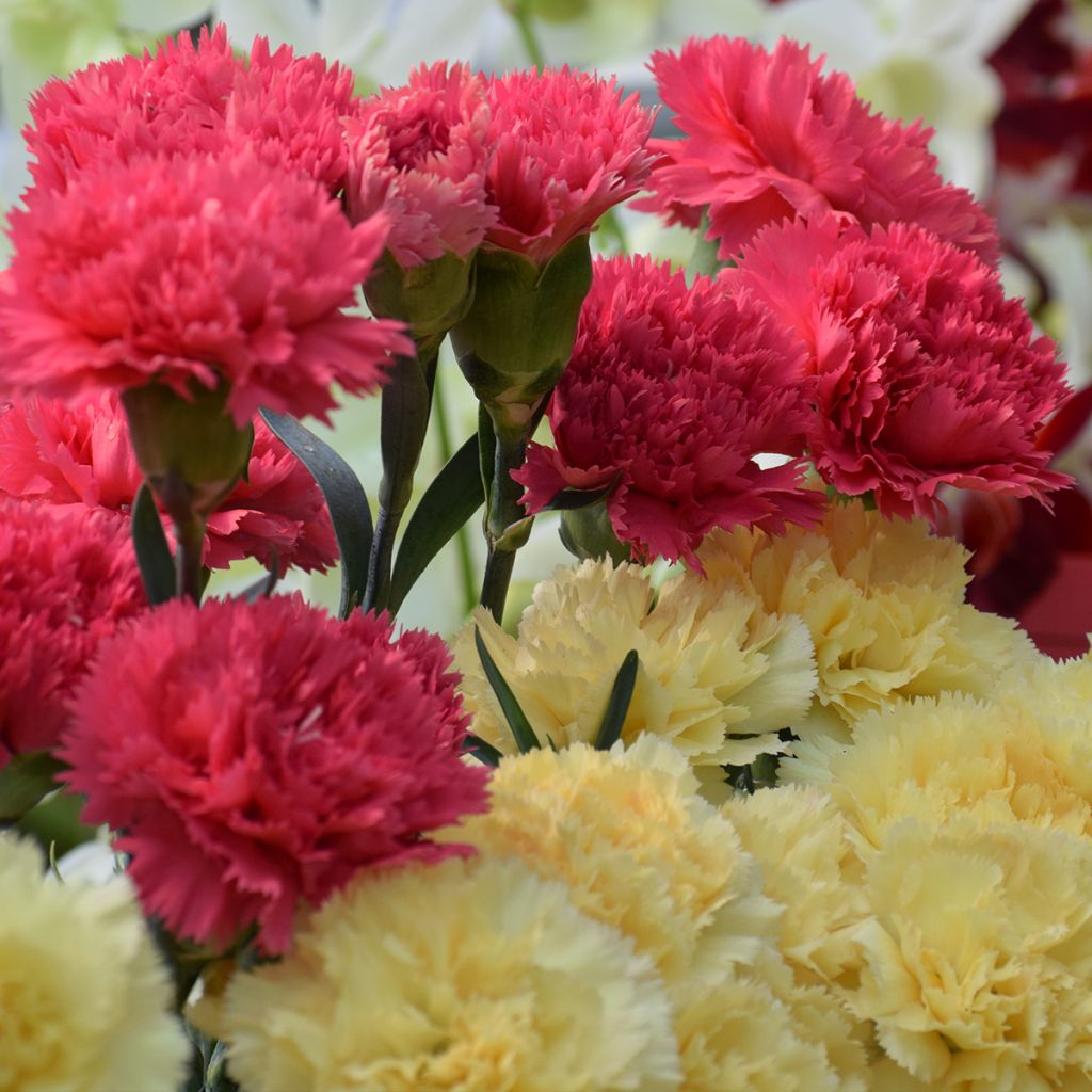 Dianthus caryophyllus Bananaberry Fizz (zaad) - Anjer