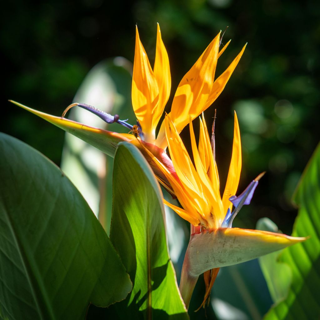 Strelitzia reginae Mandela's Gold (zaad) - Paradijsvogelbloem
