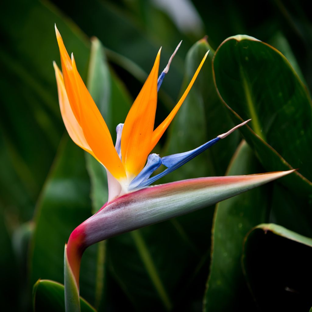 Strelitzia reginae Humilis (zaad) - Paradijsvogelbloem