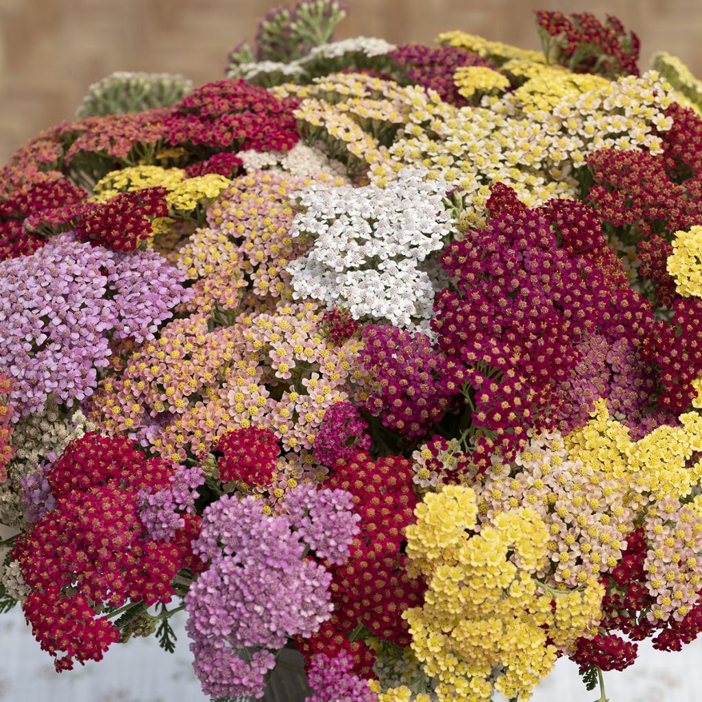 Achillea millefolium Flowerburst Fruitbowl (zaad) - Duizendblad