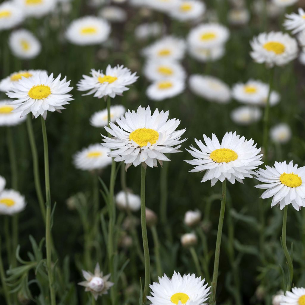 Rhodanthe chlorocephala subsp. rosea Wit (zaad) - Zonnestrobloem