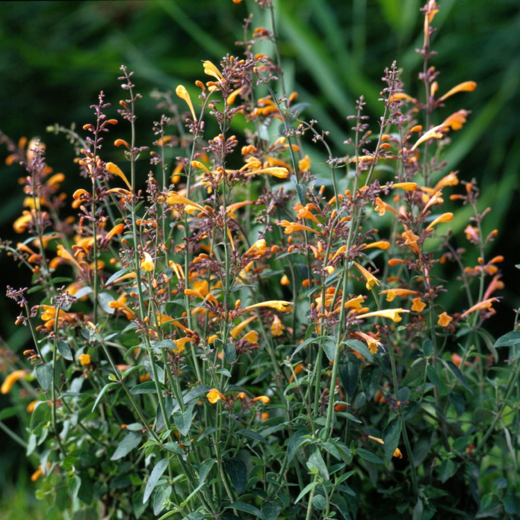 Agastache aurantiaca Navajo Sunset (zaad)