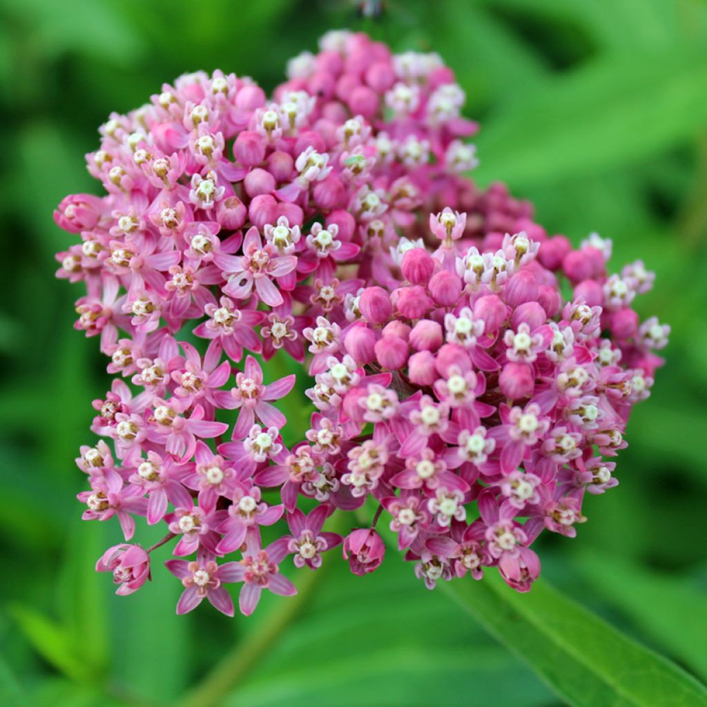 Asclepias incarnata Roze (zaad) - Rode zijdeplant