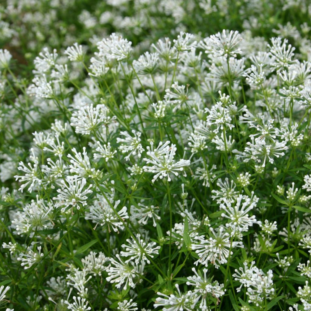 Asperula orientalis Cloud Nine (zaad) - Blauwe bedstro