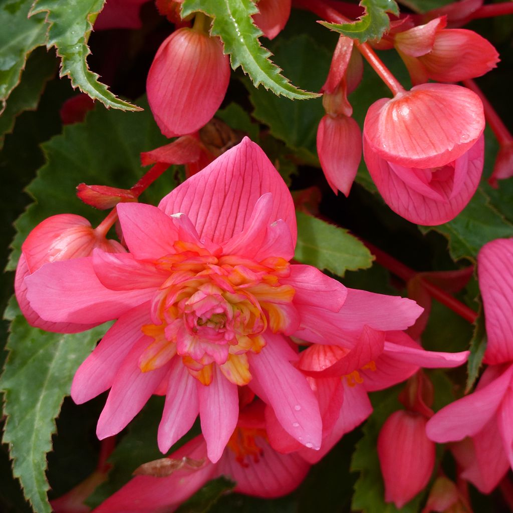 Begonia Funky Light Pink F1 (zaad) - Hangbegonia