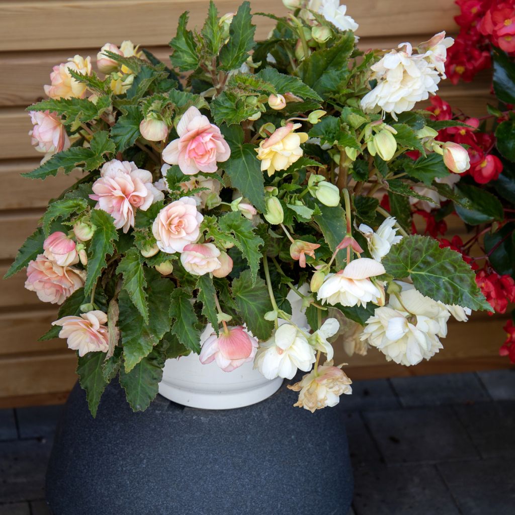 Begonia tuberhybrida Nonstop Joy Peaches and Dreams (zaad) - Knolbegonia