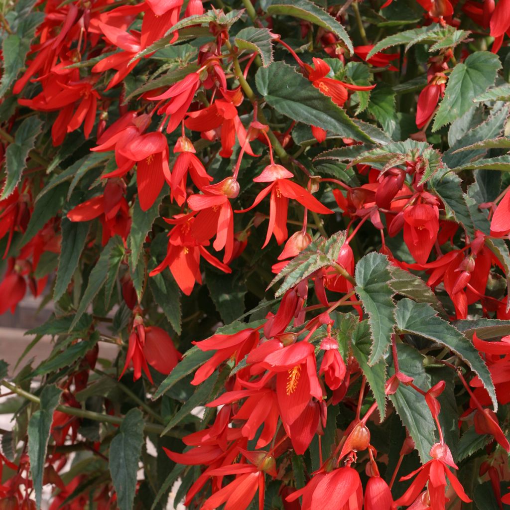Begonia boliviensis Copacabana F1 Red (gecoate zaden) - Hangbegonia
