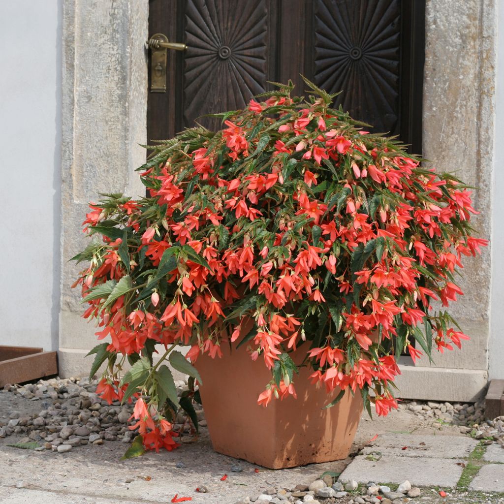 Begonia boliviensis Copacabana F1 Salmon (gecoate zaden) - Hangbegonia