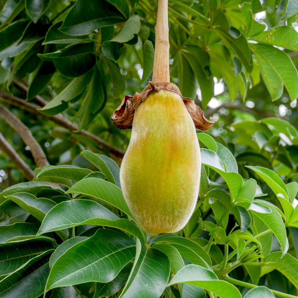 Adansonia digitata (zaad) - Baobab