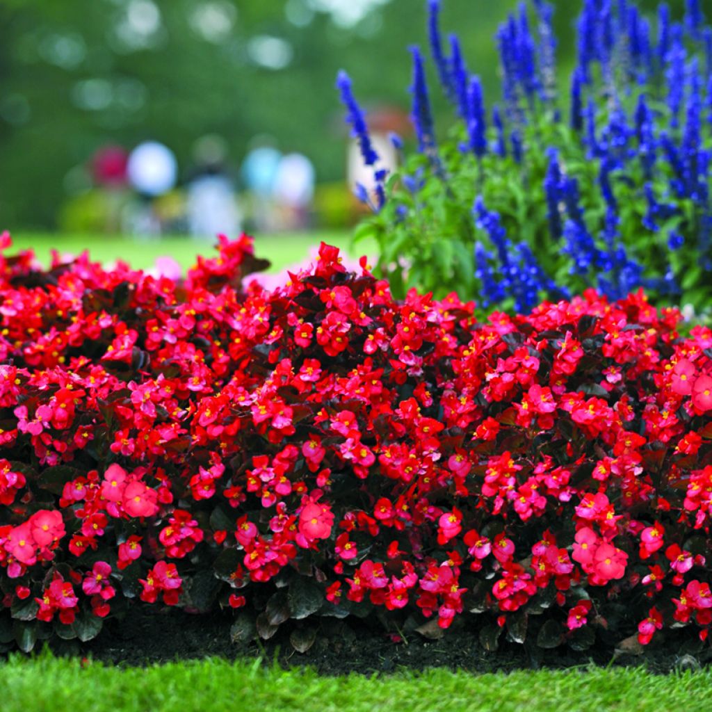 Begonia Big Red Bronze Leaf (zaad) - Perkbegonia