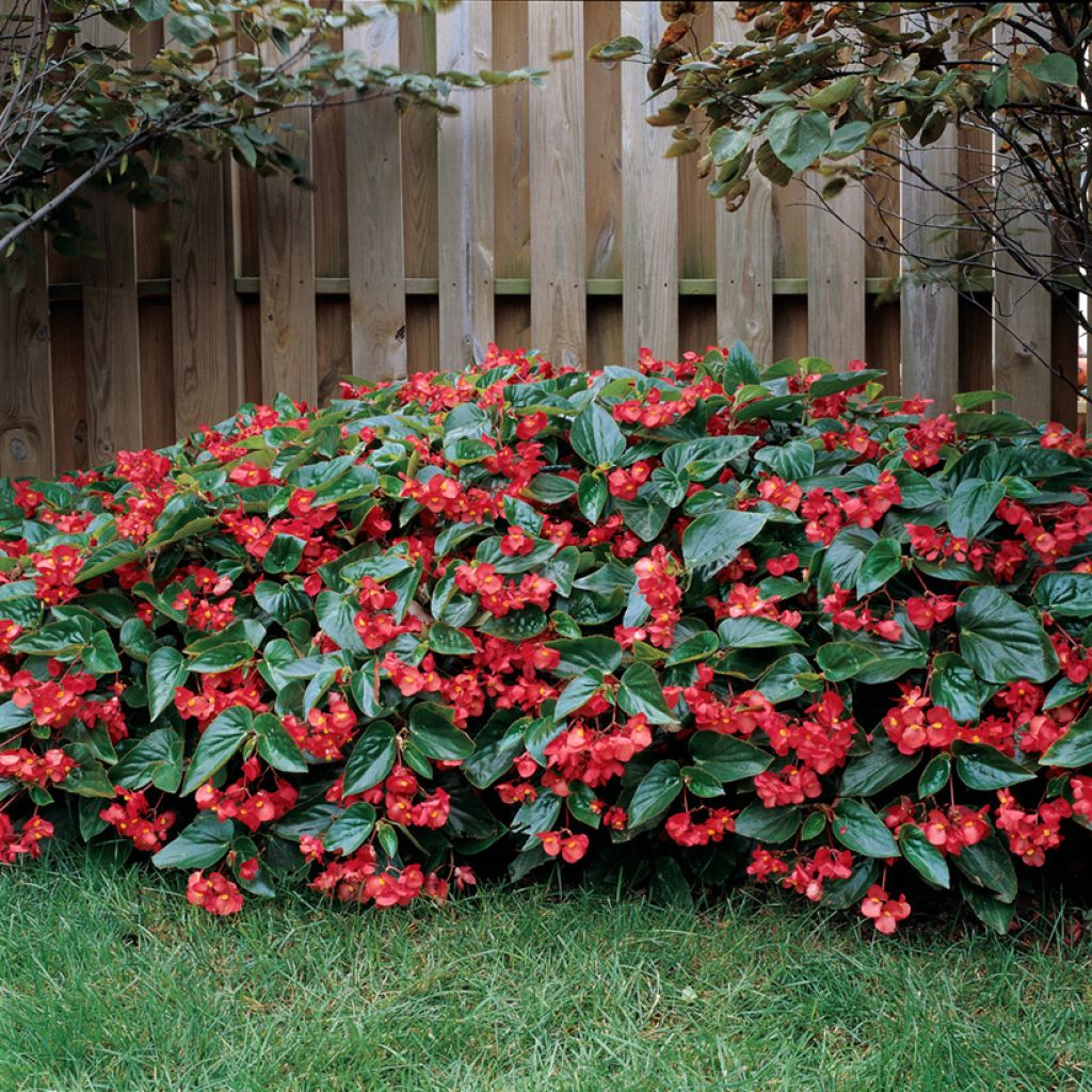 Begonia Dragon Wing Rood (zaad) - Knolbegonia