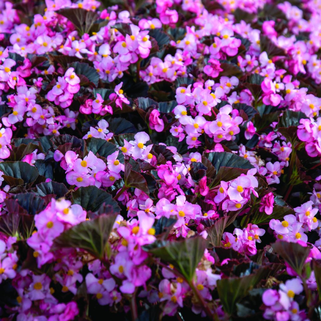 Begonia Stonehedge Light Pink Bronze Leaf (zaad) - Begonia