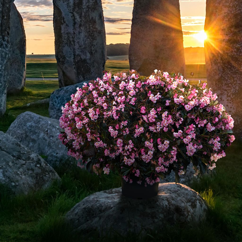 Begonia Stonehedge Light Pink Bronze Leaf (zaad) - Begonia