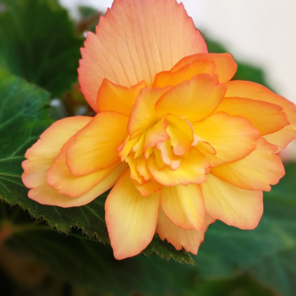 Begonia tuberhybrida pendula Apricot Shades Improved F1 (zaad) - Knolhangbegonia