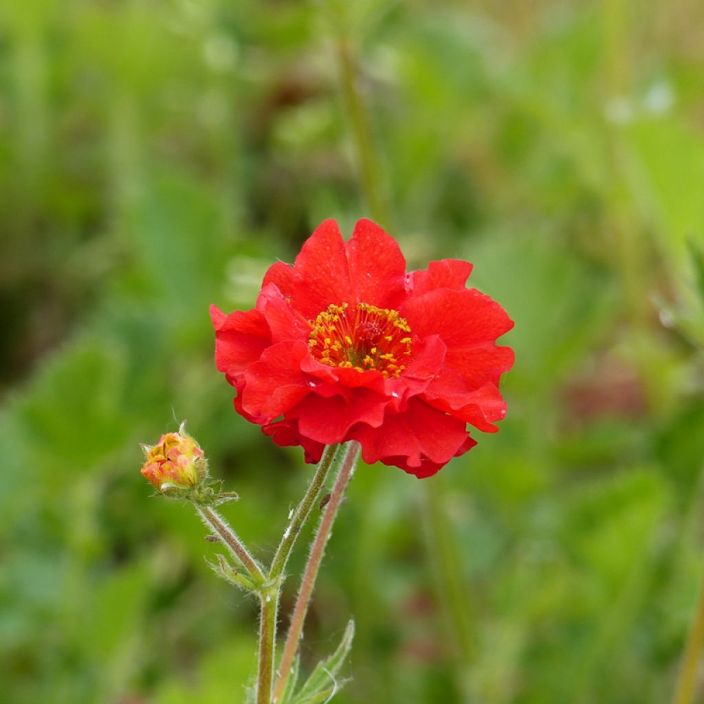 Geum chiloense Mrs Bradshaw (zaad) - Nagelkruid