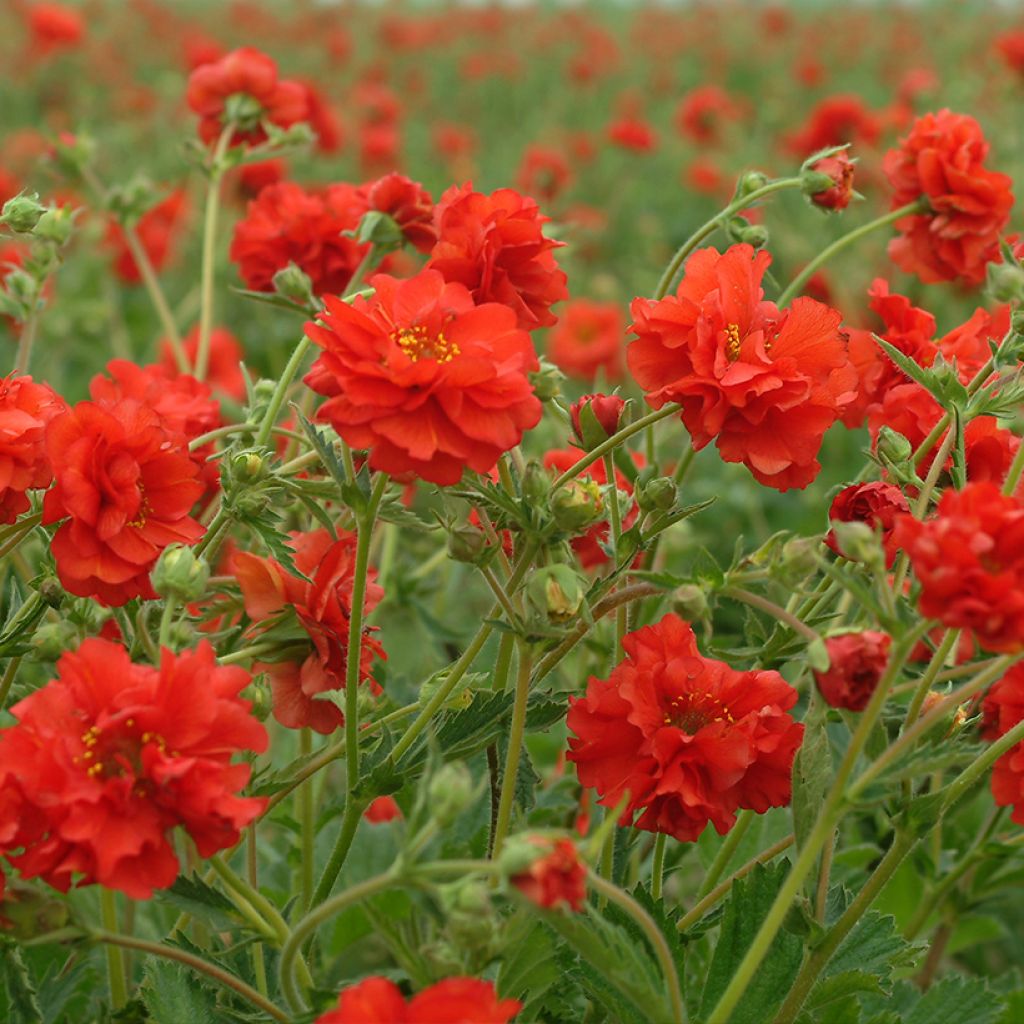Geum chiloense Red Dragon (zaad) - Nagelkruid