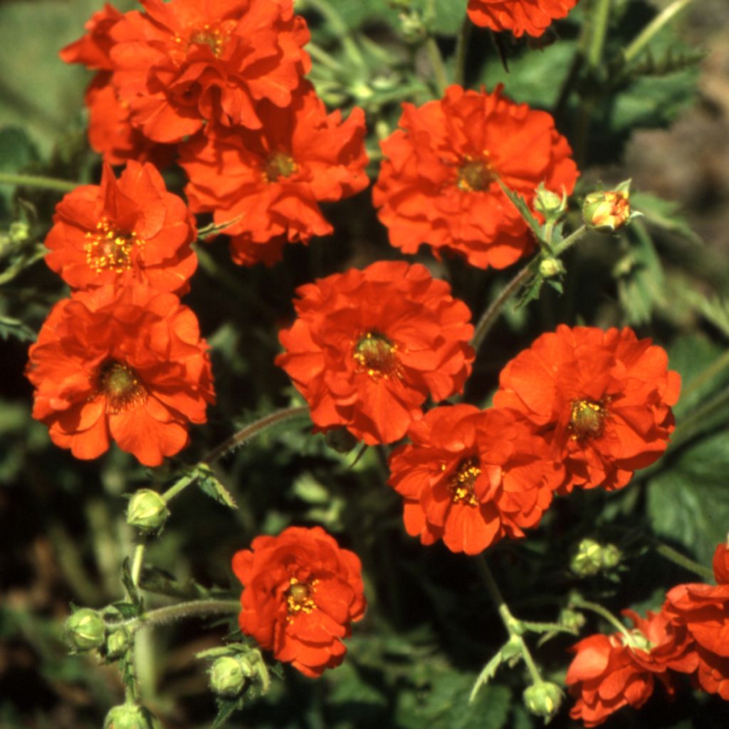 Geum chiloense Red Dragon (zaad) - Nagelkruid
