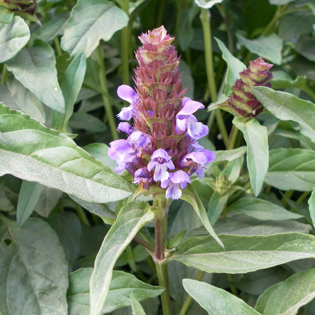 Prunella vulgaris (zaad) - Gewone brunel