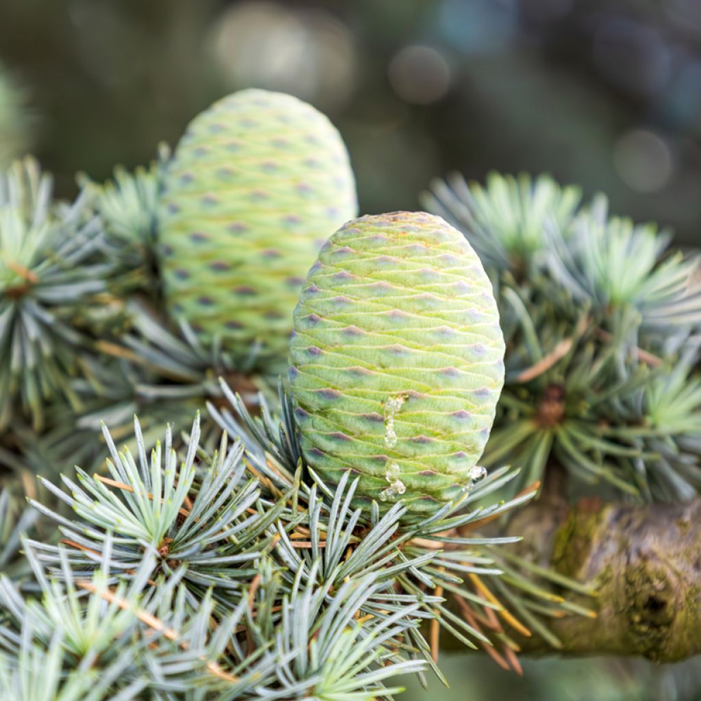Cedrus atlantica (zaad) - Atlasceder