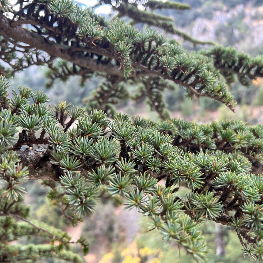 Cedrus atlantica (zaad) - Atlasceder