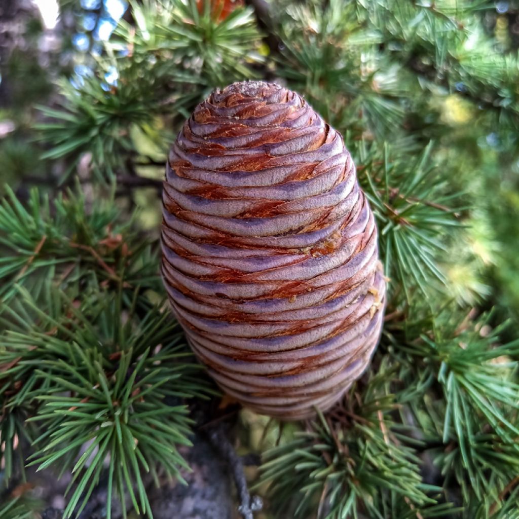 Cedrus atlantica (zaad) - Atlasceder