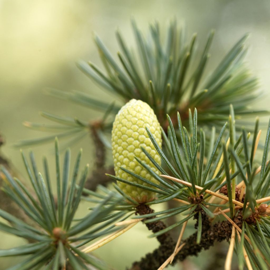 Cedrus libani (zaad) - Libanonceder