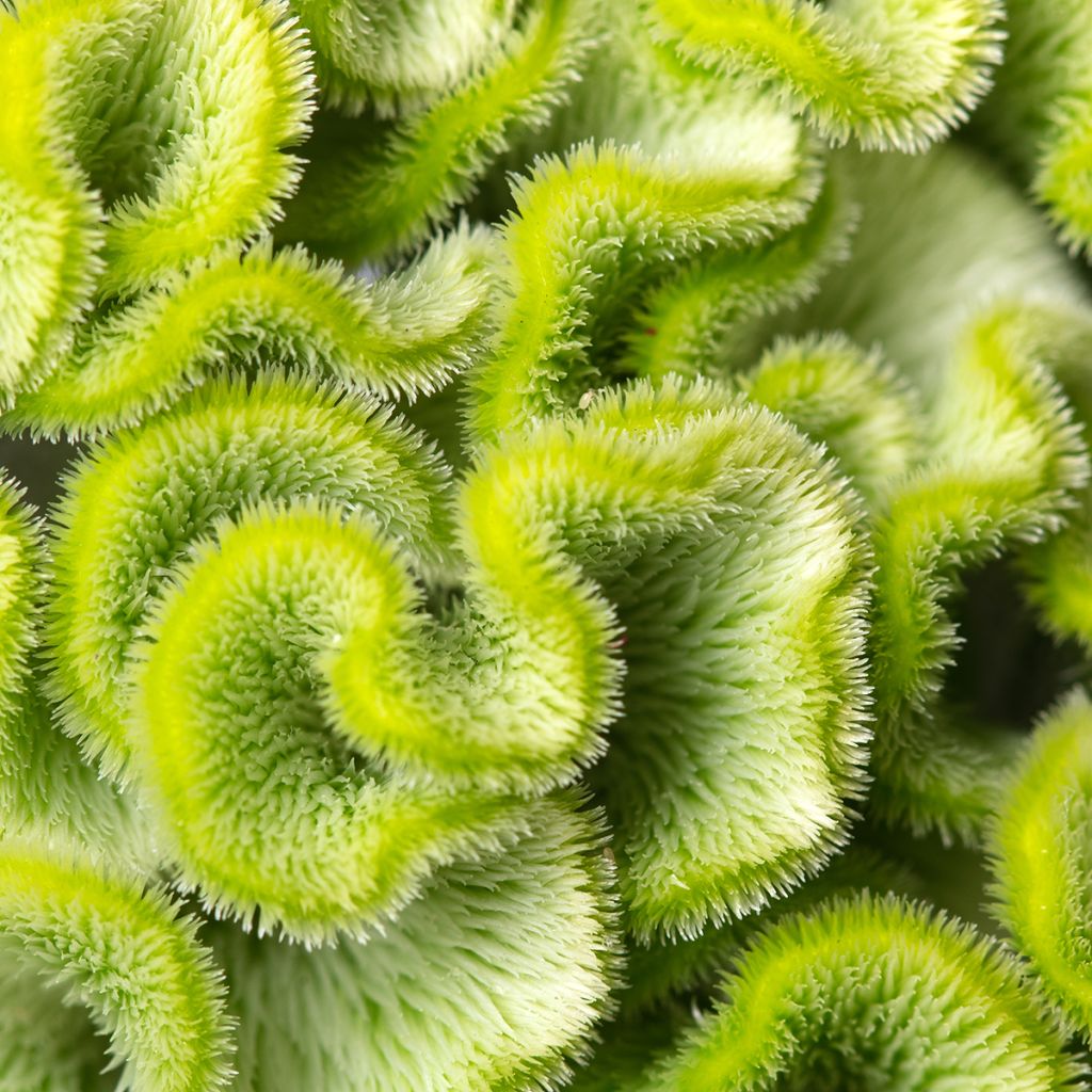 Lamsoor Act Verda (zaad) - Celosia argentea