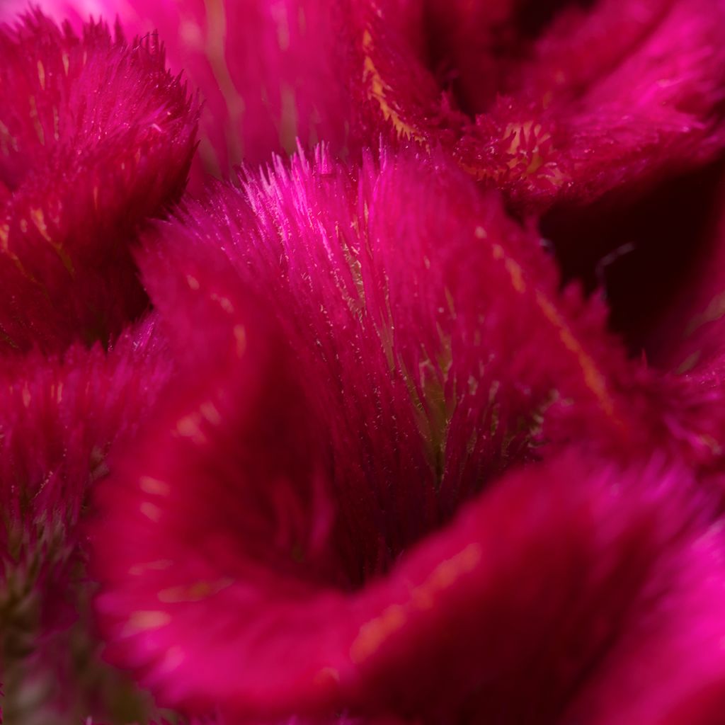 Lamsoor Bar Bora (zaad) - Celosia argentea