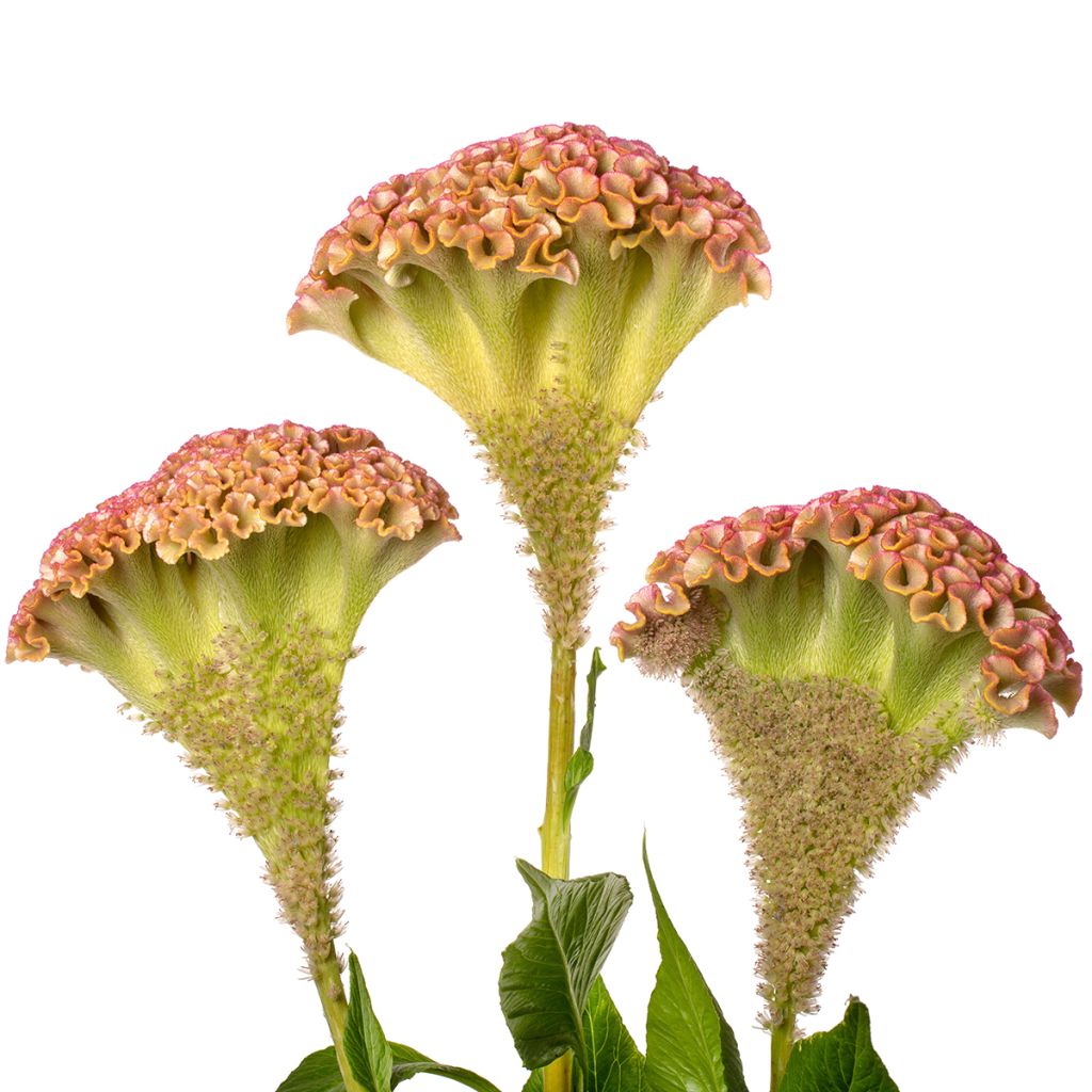 Lamsoor Bar Bossa (zaad) - Celosia argentea