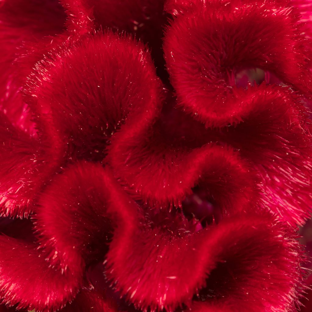 Lamsoor Red Jack (zaad) - Celosia argentea