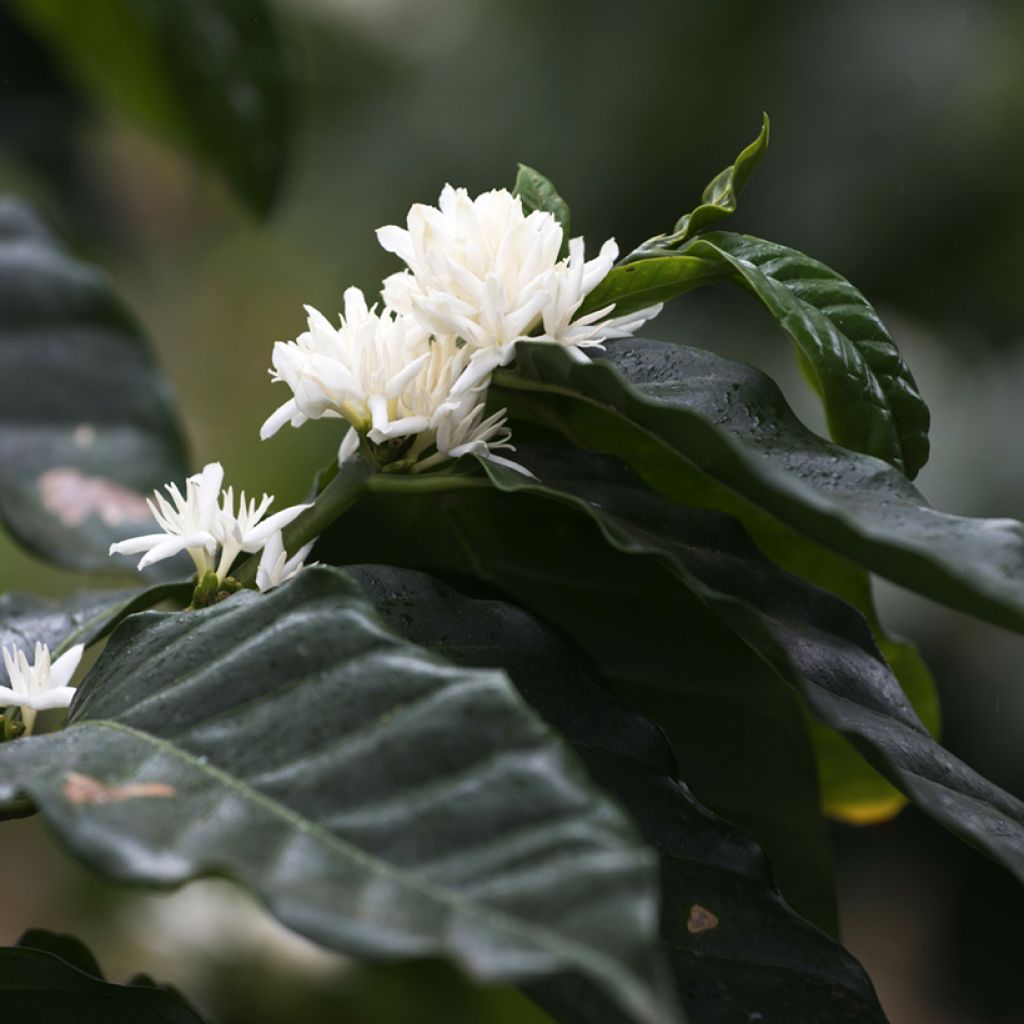 Coffea arabica (zaad) - Koffieplant