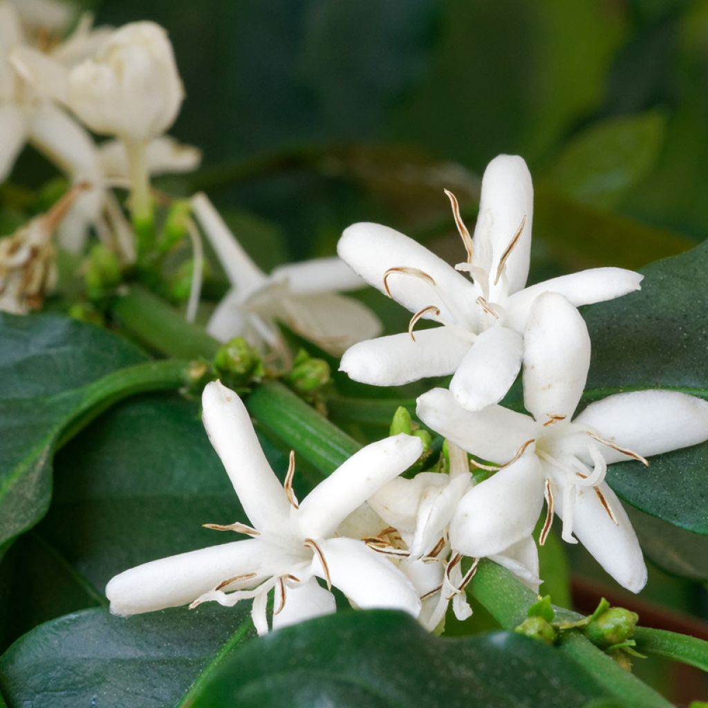 Coffea arabica (zaad) - Koffieplant