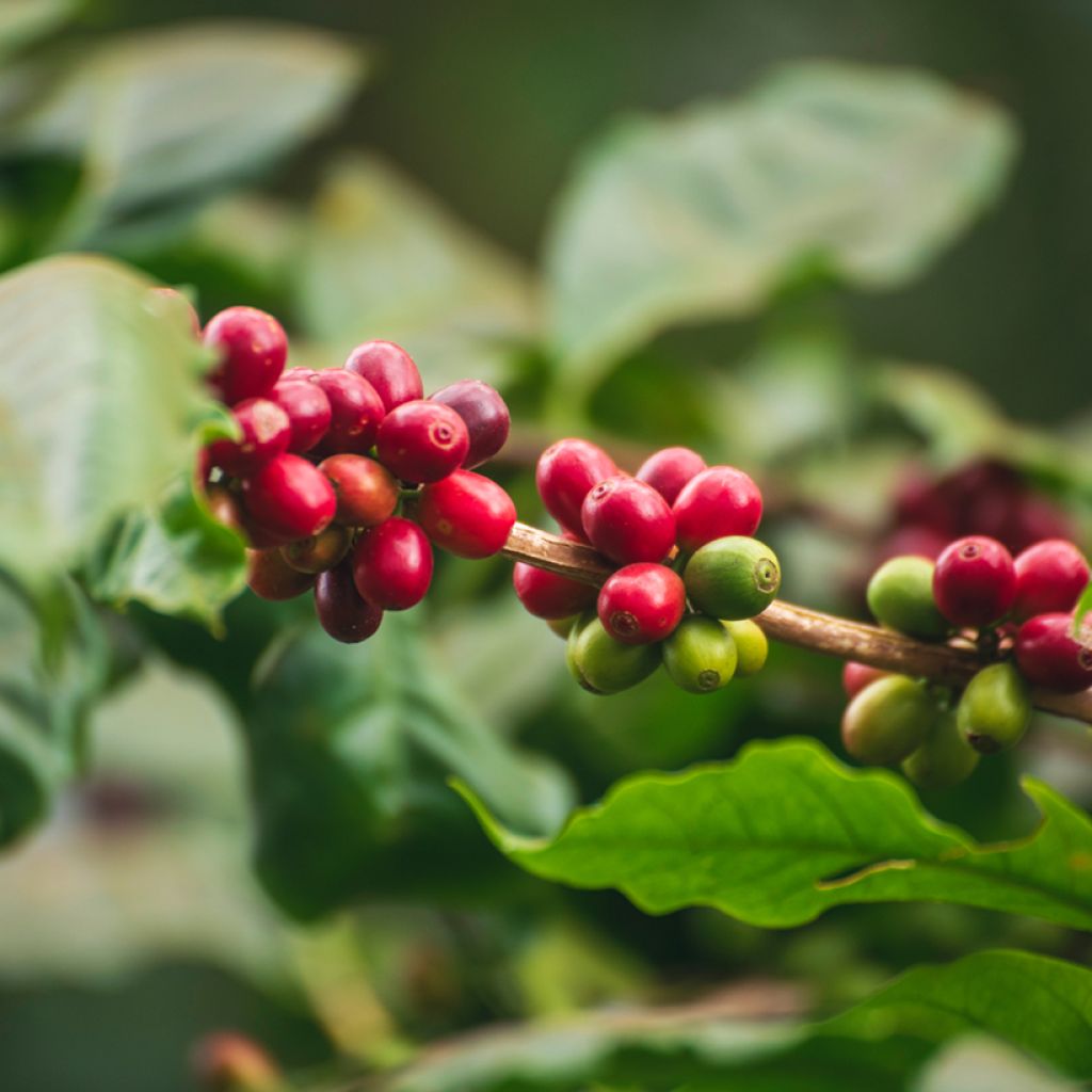 Coffea arabica (zaad) - Koffieplant