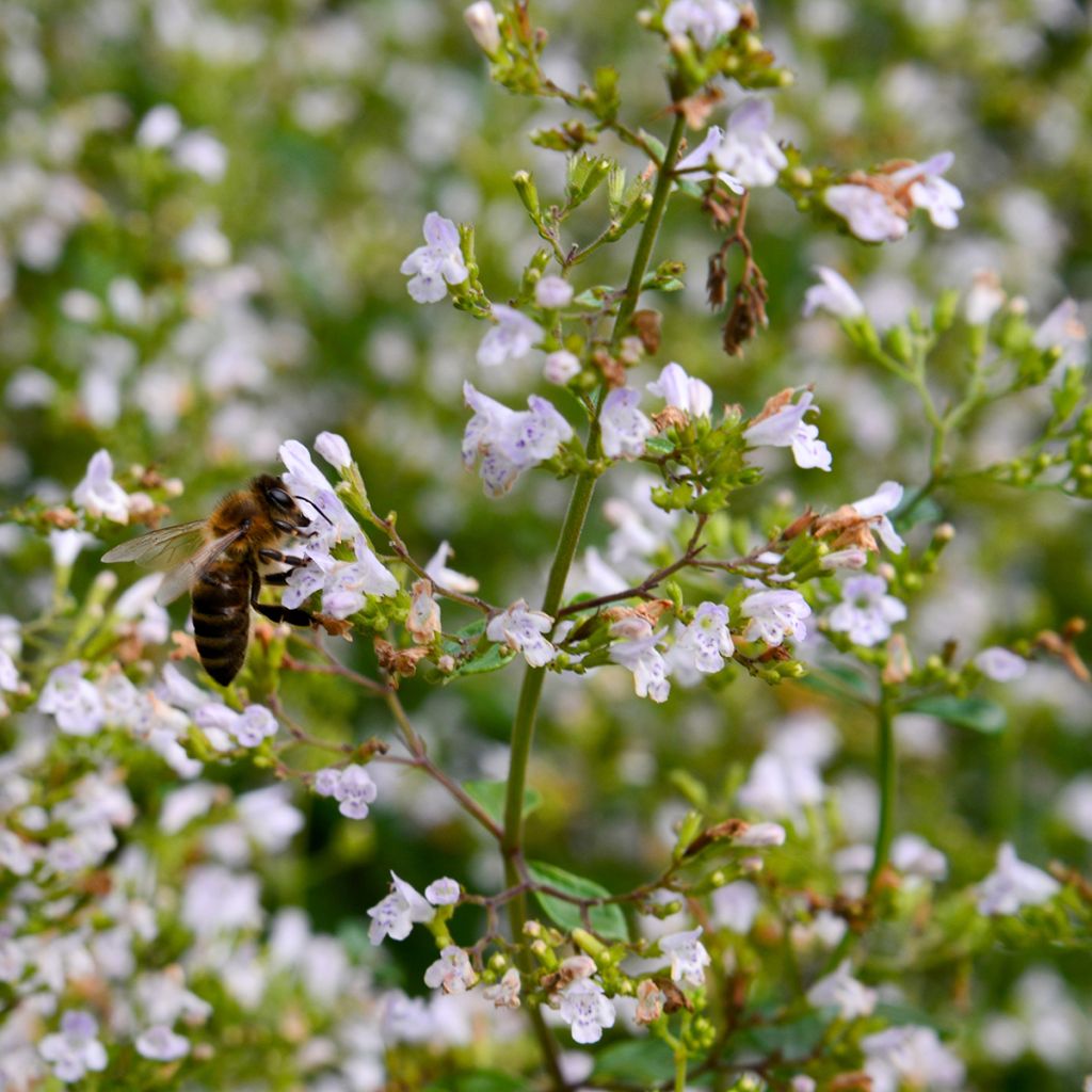 Calamintha nepeta (zaad) - Bergsteentijm