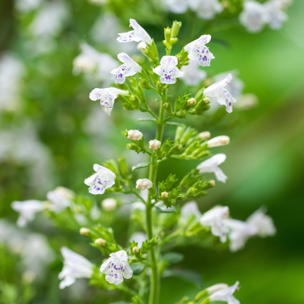 Calamintha nepeta (zaad) - Bergsteentijm